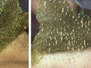 Green Tea Blackhead Peel-Off Mask